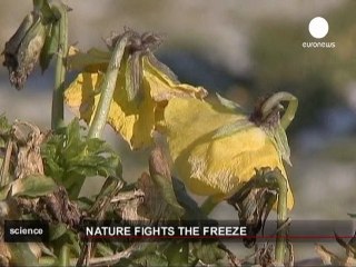 La lucha contra el frío de las plantas
