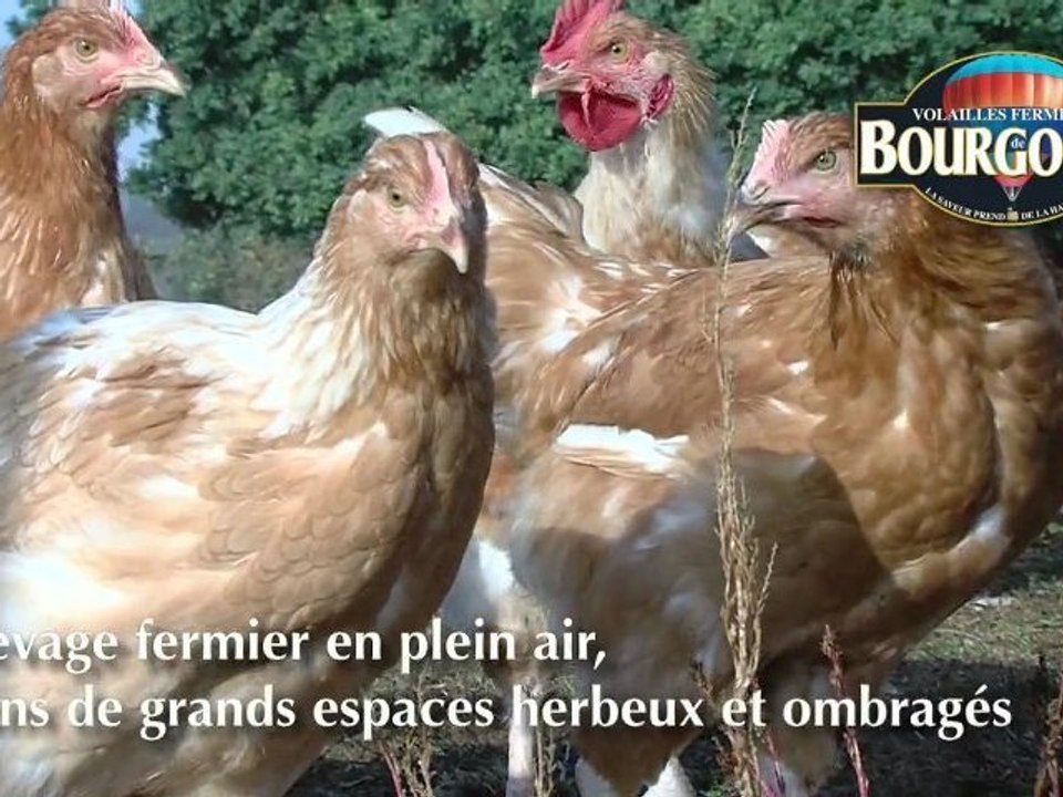 VOLAILLES FERMIERES DE BOURGOGNE