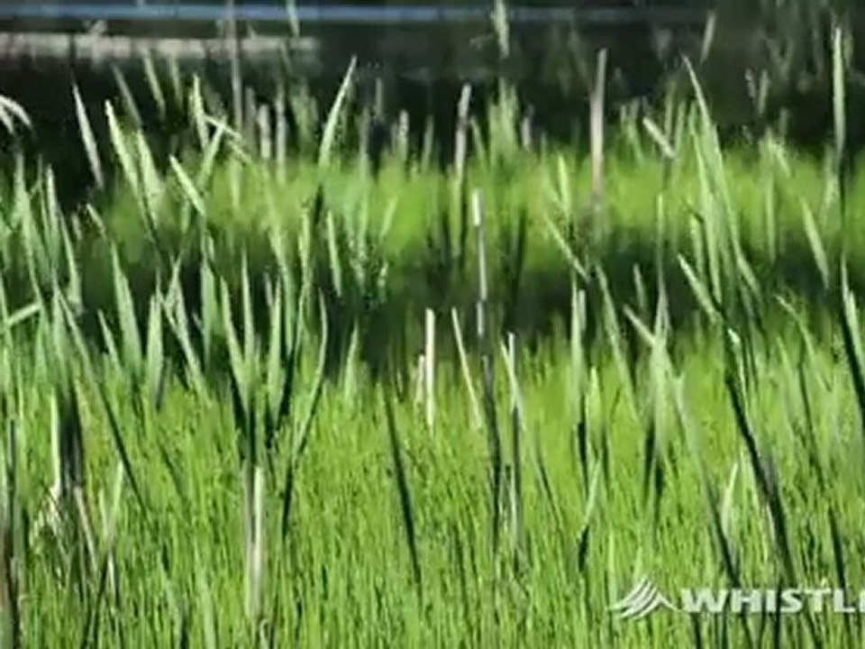 Whistler's Lakes in Summer