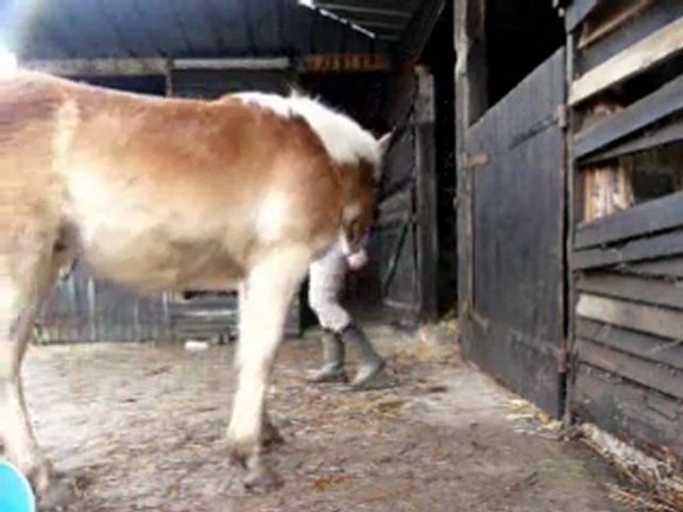 Mon poulain Haflinger : Evolution sur 1 mois.