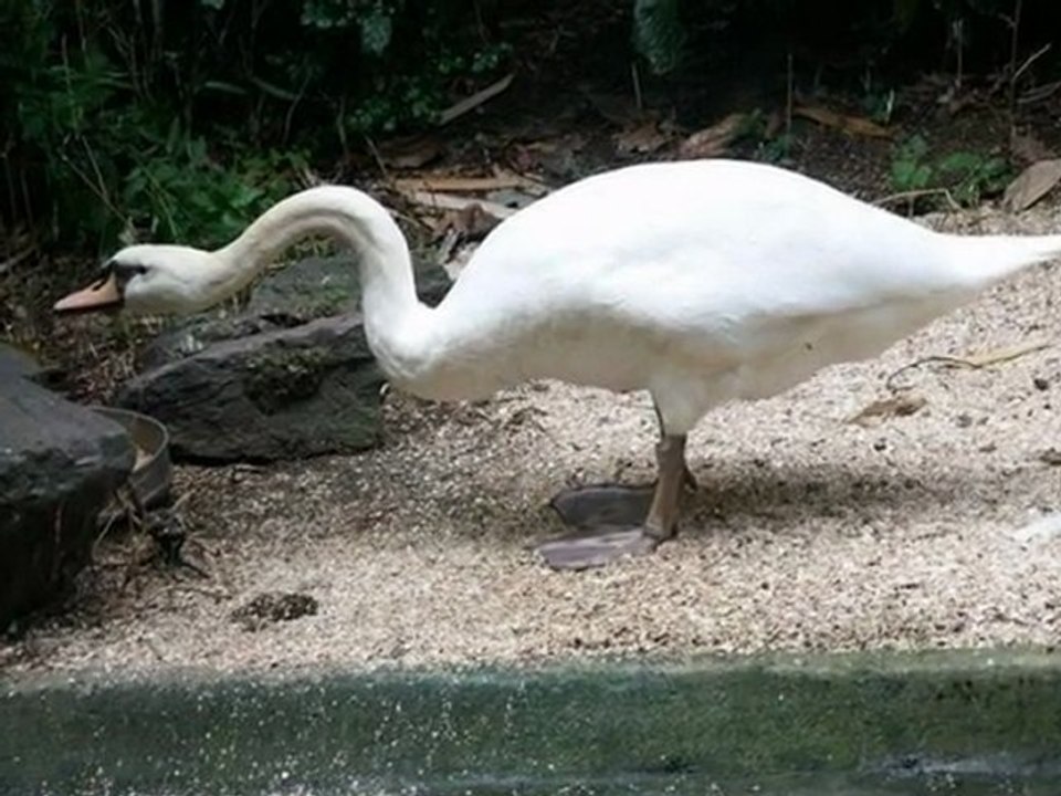 KUĞU