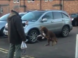 Απίστευτος σκύλος ισορροπεί σε τεντωμένη αλυσίδα