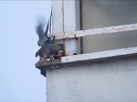 Faucon pèlerin Nancy (54 FR)