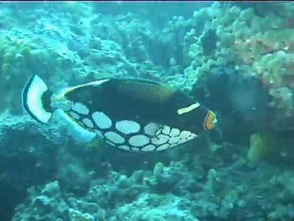 Baliste titan et clown aux Maldives