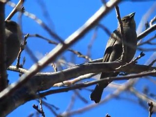 Two Birds on a branch