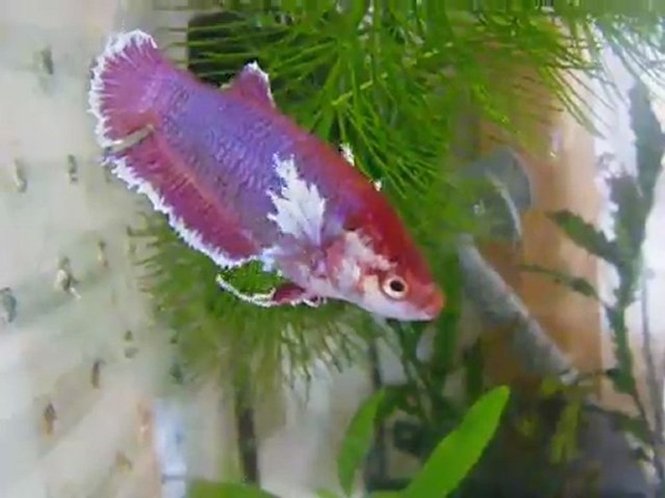 La maman (PK big ears salamander) de mes jeunes nés le 27 octobre 2011