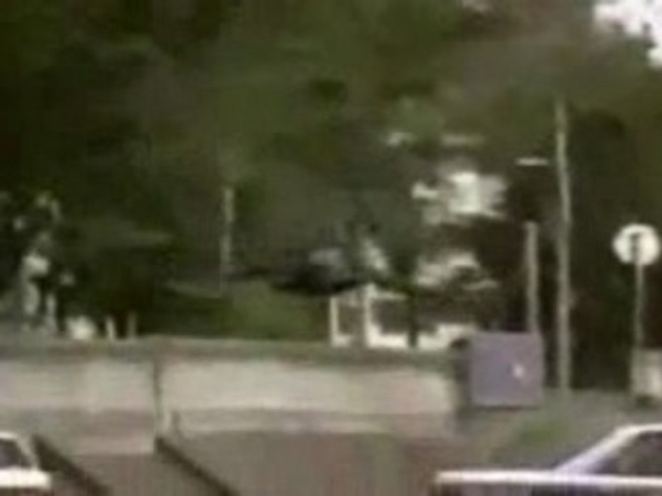 Nutty Crows in Japan
