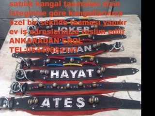 SATILIK ÖZEL YAPIM KANGAL TASMALARI ANKARA