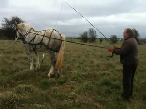 vahinée jument trait boulonnais attelage debourrage