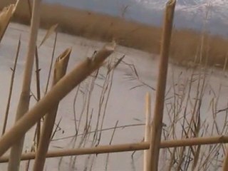 eber ördek avımız3