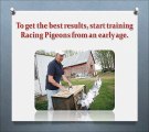 Best Methods of Training Racing Pigeons