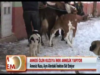 ANNESİ ÖLEN KUZUYA İNEK ANNELİK YAPIYOR 07.02.2012