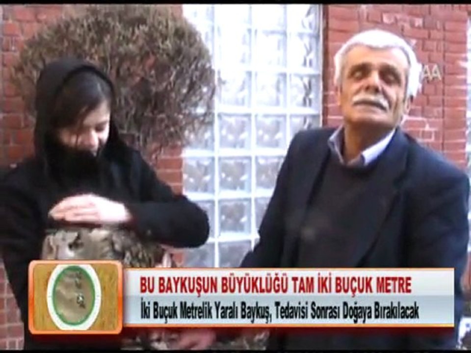 BU BAYKUŞUN BÜYÜKLÜĞÜ TAM İKİ BUÇUK METRE 08.02.2012