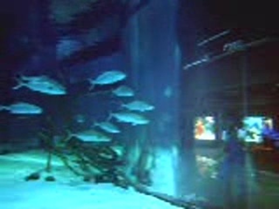 shark