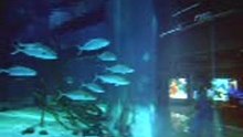 shark