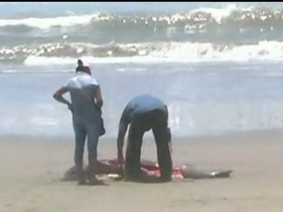 Shocking video as hundreds of dolphins wash ashore in Peru