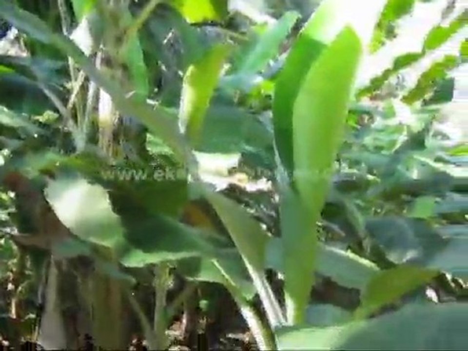 buy residential land trivandrum - Land for sale at Malayinkeezhu, Trivandrum