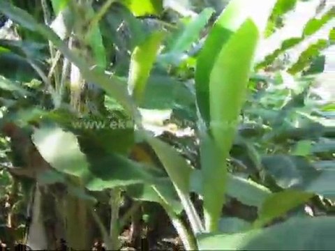 buy residential land trivandrum - Land for sale at Malayinkeezhu, Trivandrum