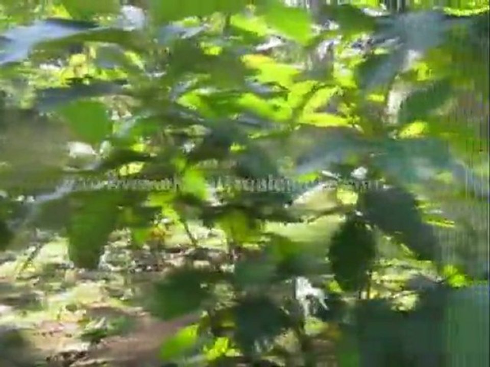 trivandrum real estate classifieds - Land for sale at Kadakkavur, Trivandrum