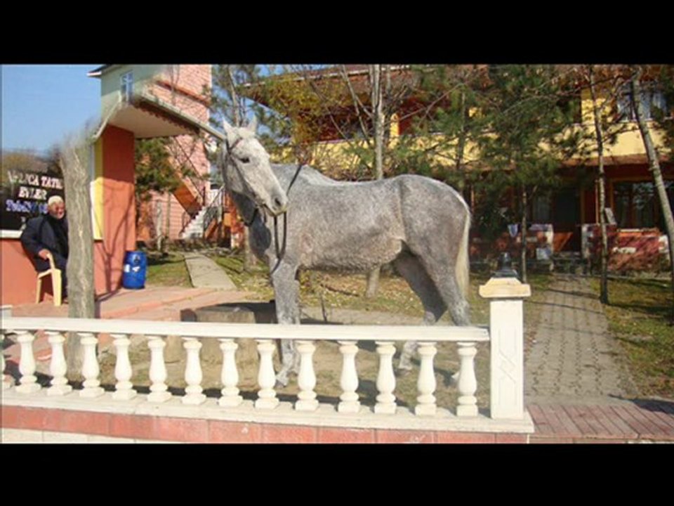 Sezgin Der At Serüveni