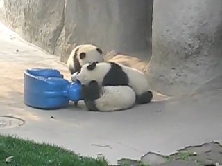 Bébé panda sur cheval à bascule
