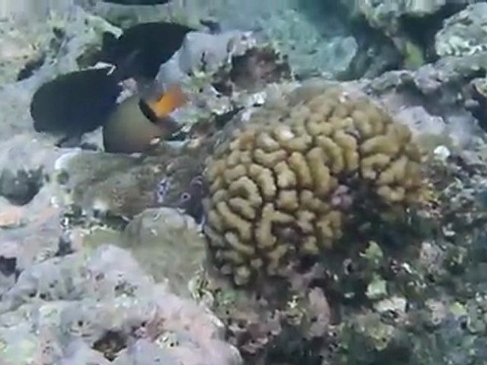 Plonget libre ile maurice kodak playsport