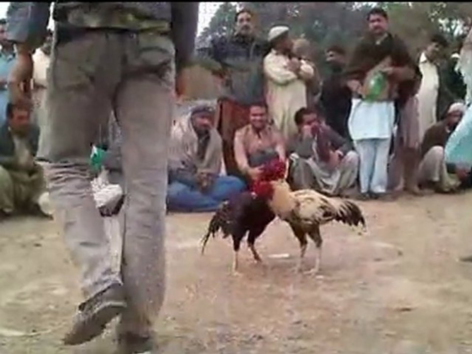 Pagal Aseel Part-2-3 (Aamir Khan's Aseel)