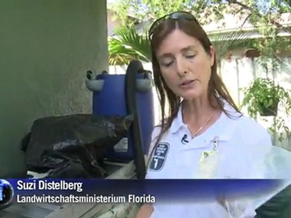 Invasion der Riesenschnecken in Florida