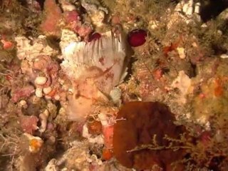 poisson feuille aux Maldives