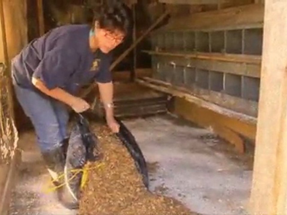 Rose's Hen House of Clean!