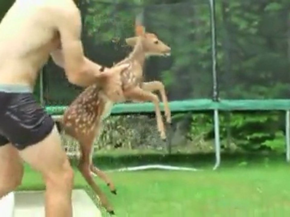 Faon dans une piscine