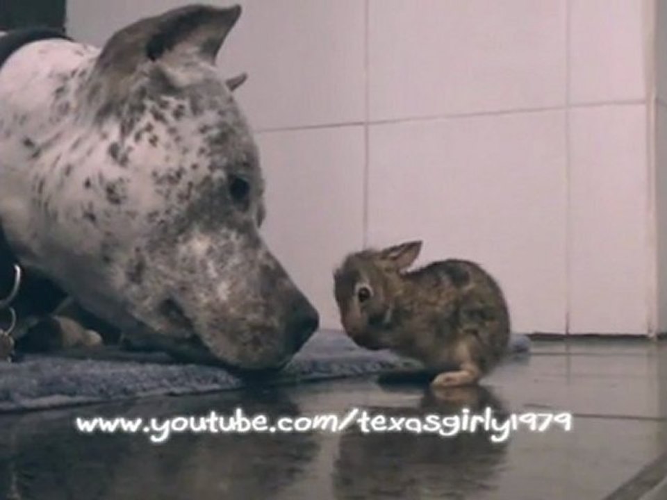 Pitt bull et bébé lapin