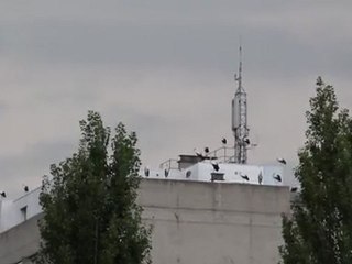 Cigognes en migration à montélimar