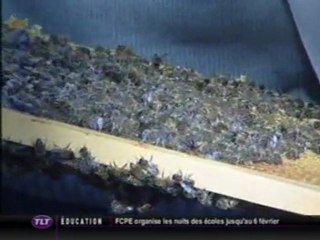 OGM et Apiculture avec Olivier Fernandez