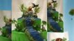 Amazing Custom Birthday Cakes from Ontario Bakery