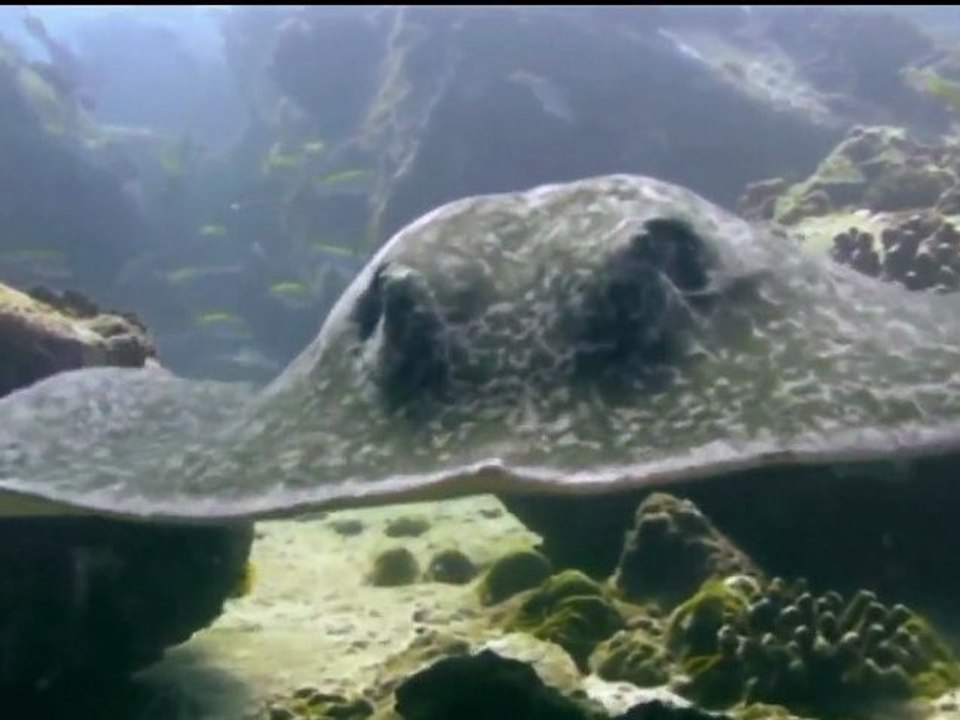 Opérateur Prises de vue sous-marines, "Les Seychelles Paradis de l'Océan Indien, Production USP ANANDA, Bientôt sur France 5