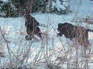 Arès & Leelou  Noir et Feu sur Blanc
