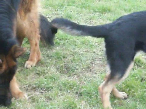eros 2 ans et falone a 6 mois qui jouent a bout de bois