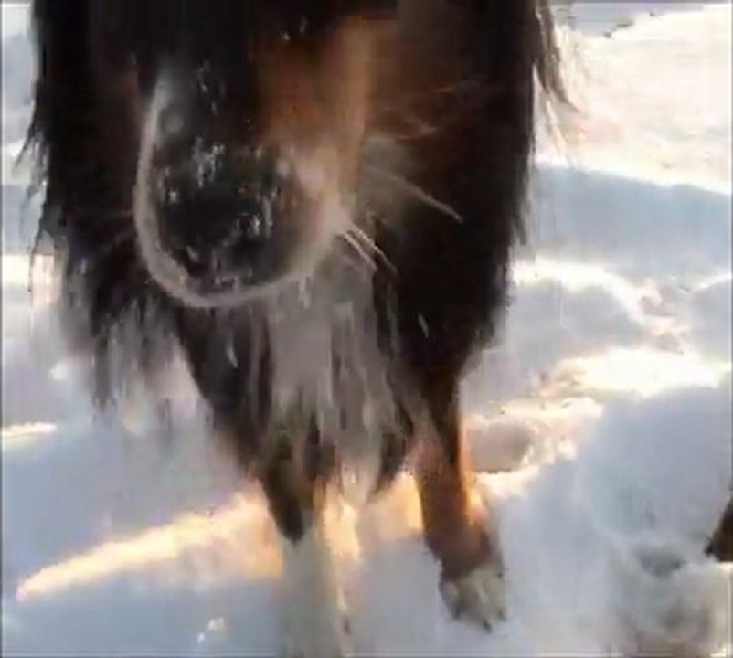 chien neige 09-02-2012