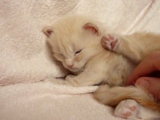 Hold Up du Doux Chant Felin 19jours