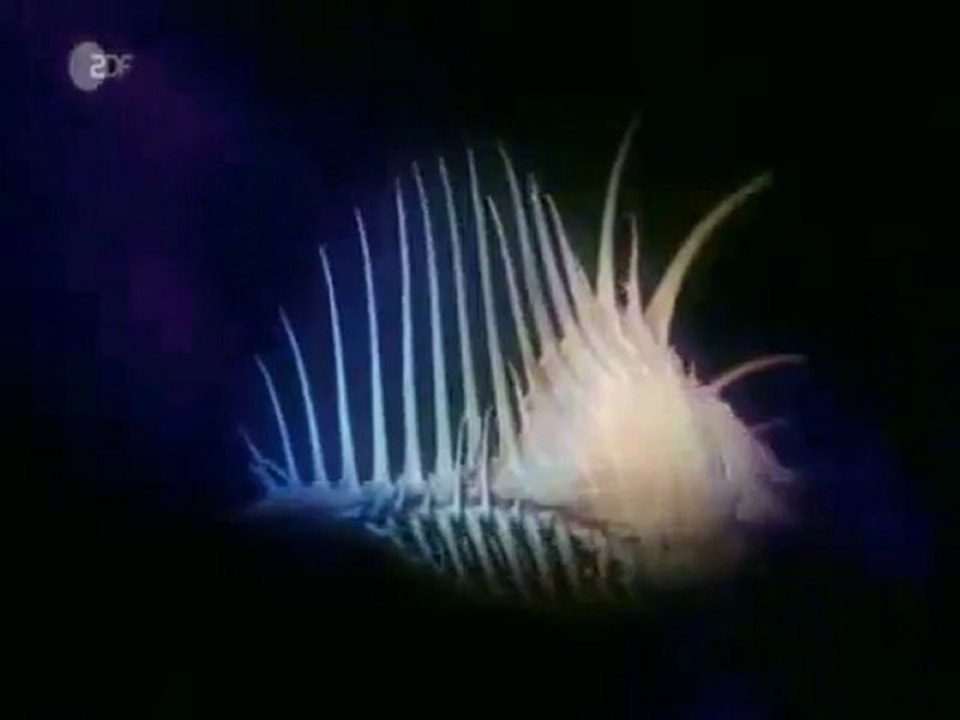 Evolution I Wasserwesen 2 5 Doku