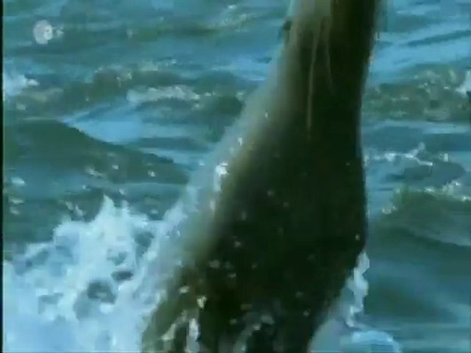 Doku_ Evolution der Wasserwesen _Part 3