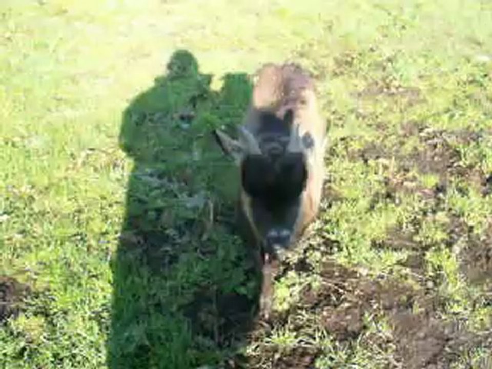 nutella et gribouille