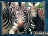 Zebra Stripes: Horsefly Repellent?