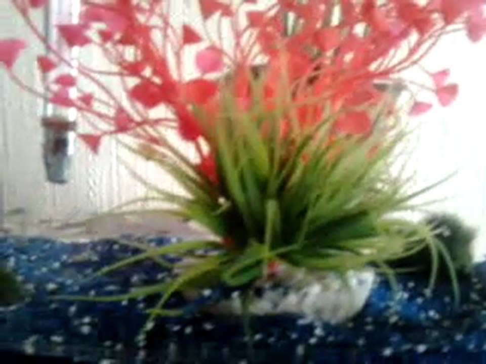 Guppy Platy Molly Vellifera - Alevin (Elevage Poecilialand)