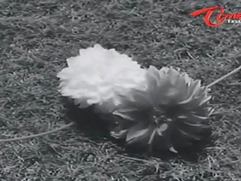 Mangalya Balam Songs | Vaadina Poole | ANR | Savitri | Telugu Old Songs