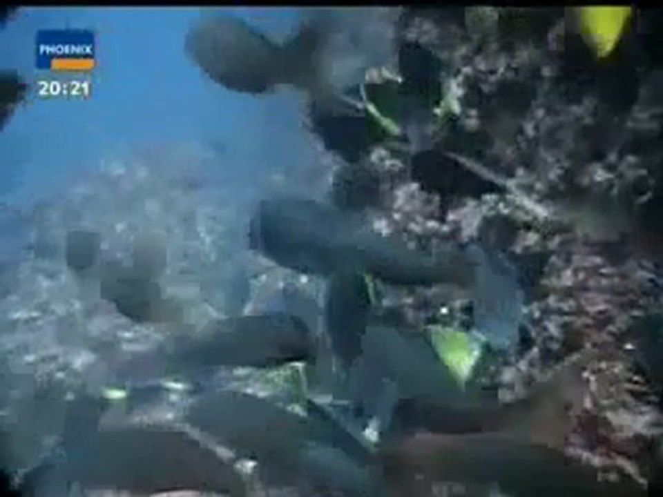 Triumph des Lebens - Das Geheimnis der Evolution 1 von 4