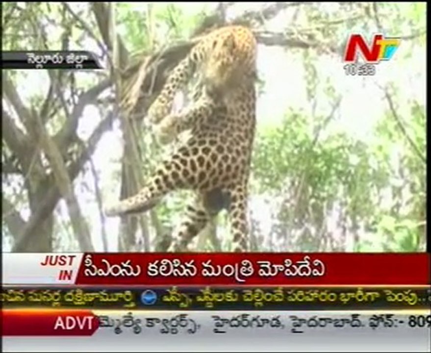 No Tight Security To Nellore Shar