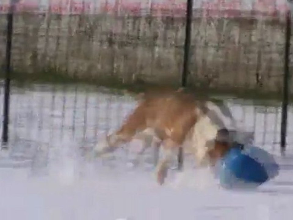 grib et son oeuf 11.02.12