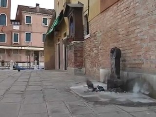 la bora abbatte il toro del carnevale